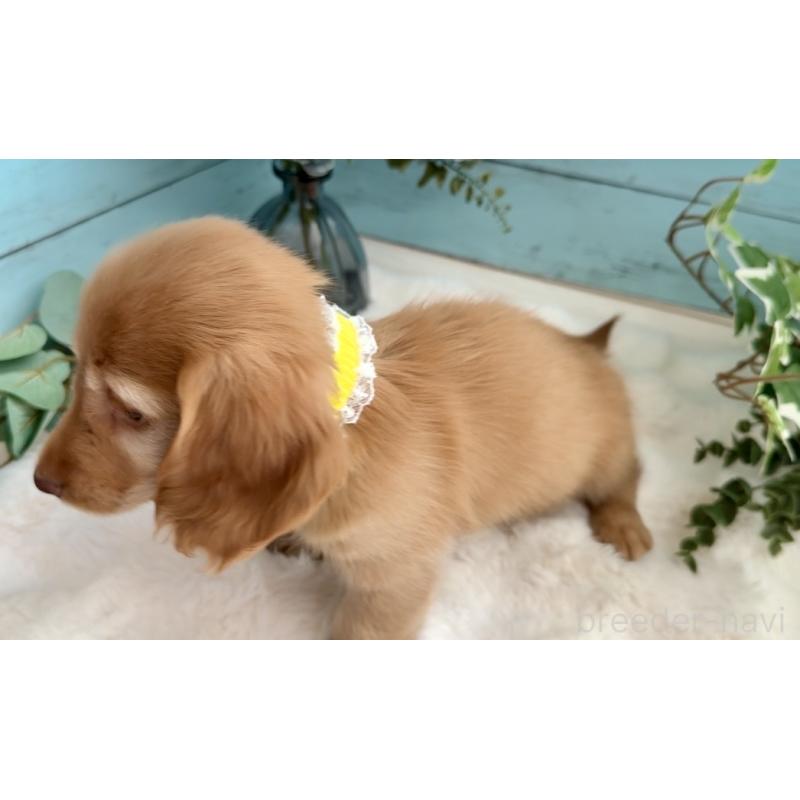 販売中の埼玉県のミニチュアダックスフンド(ロングヘアード)-442738の8枚目