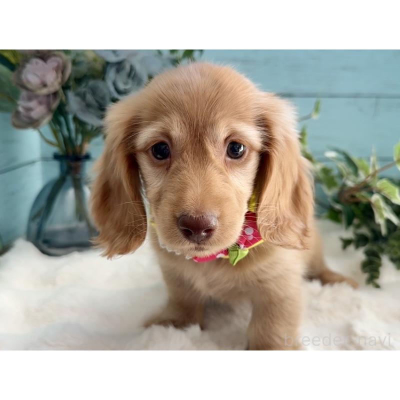 販売中の埼玉県のミニチュアダックスフンド(ロングヘアード)-442738の9枚目