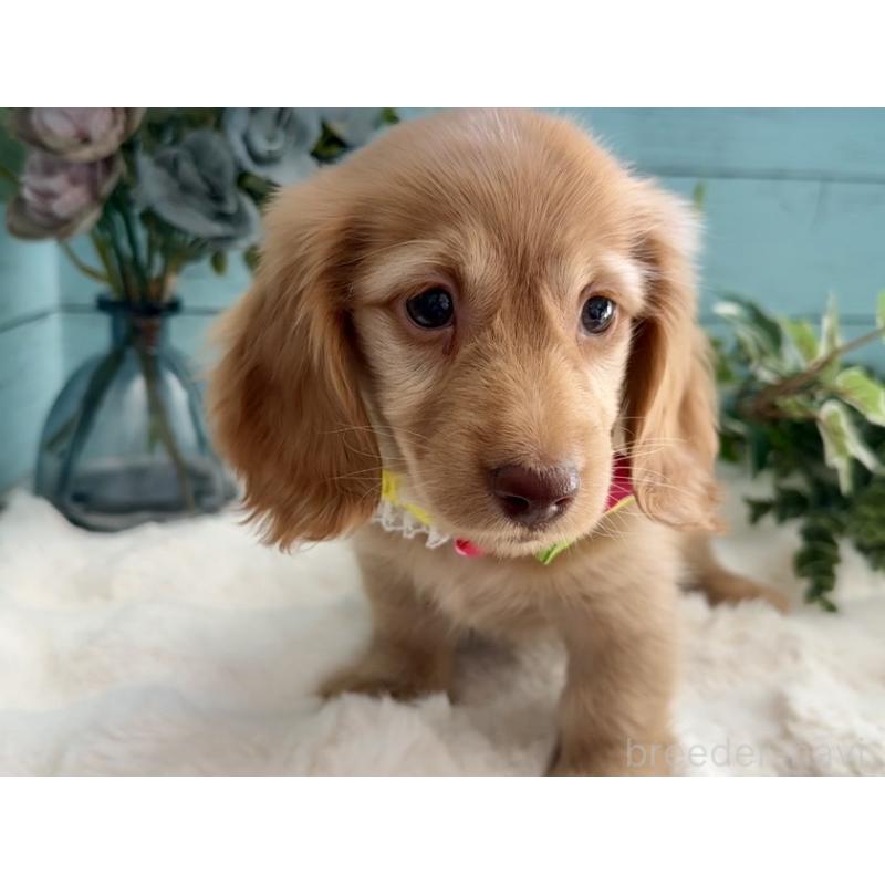 販売中の埼玉県のミニチュアダックスフンド(ロングヘアード)-442738の7枚目