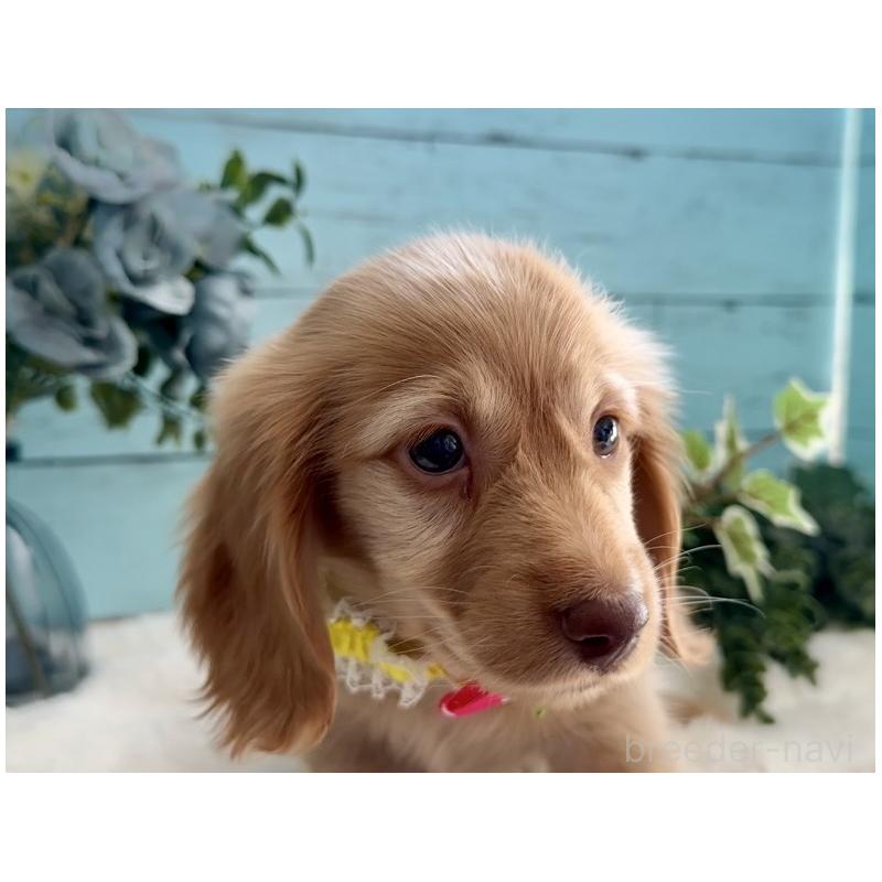 販売中の埼玉県のミニチュアダックスフンド(ロングヘアード)-442738の6枚目