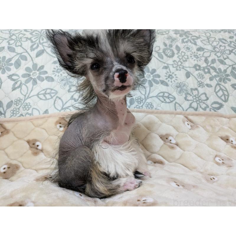 販売中の大分県のチャイニーズクレステッドドッグ-436341の11枚目