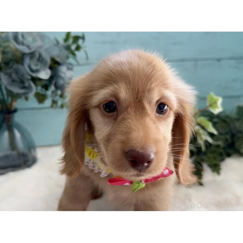 販売中の埼玉県のミニチュアダックスフンド(ロングヘアード)-442738の5枚目