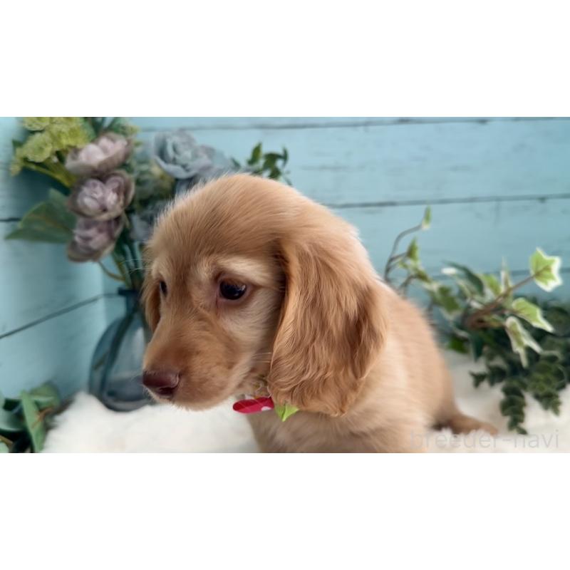 販売中の埼玉県のミニチュアダックスフンド(ロングヘアード)-442738の4枚目