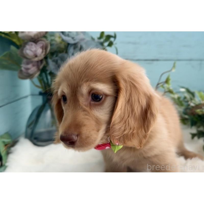 販売中の埼玉県のミニチュアダックスフンド(ロングヘアード)-442738の3枚目