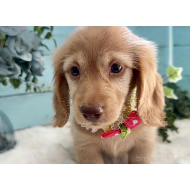 販売中の埼玉県のミニチュアダックスフンド(ロングヘアード)-442738の2枚目