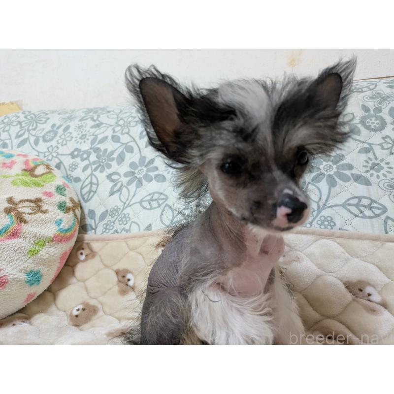 販売中の大分県のチャイニーズクレステッドドッグ-436341の10枚目