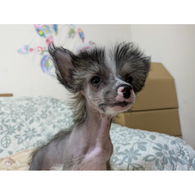 販売中の大分県のチャイニーズクレステッドドッグ-436341の9枚目