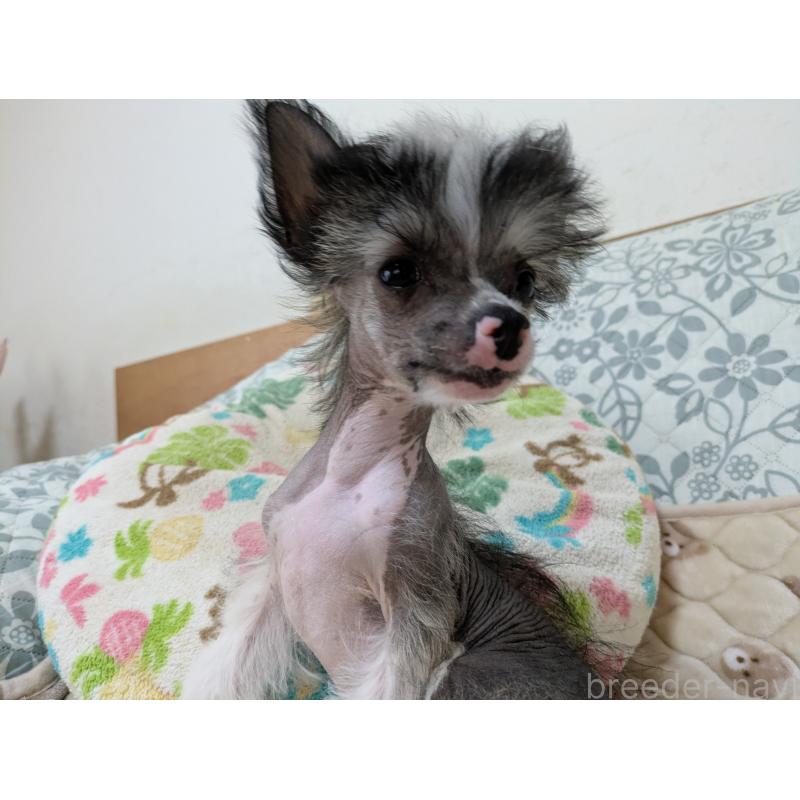 販売中の大分県のチャイニーズクレステッドドッグ-436341の8枚目