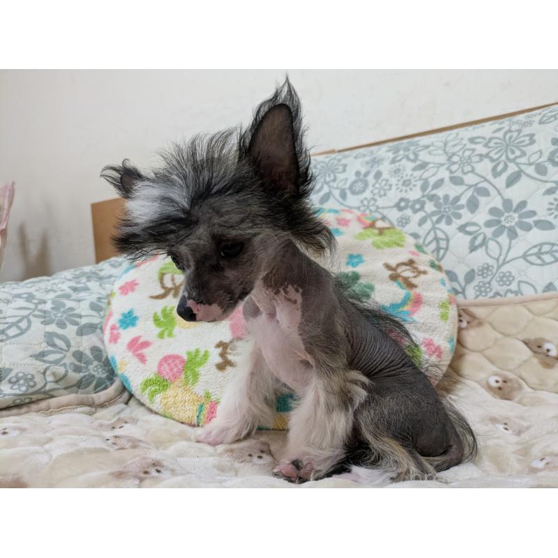 販売中の大分県のチャイニーズクレステッドドッグ-436341の7枚目