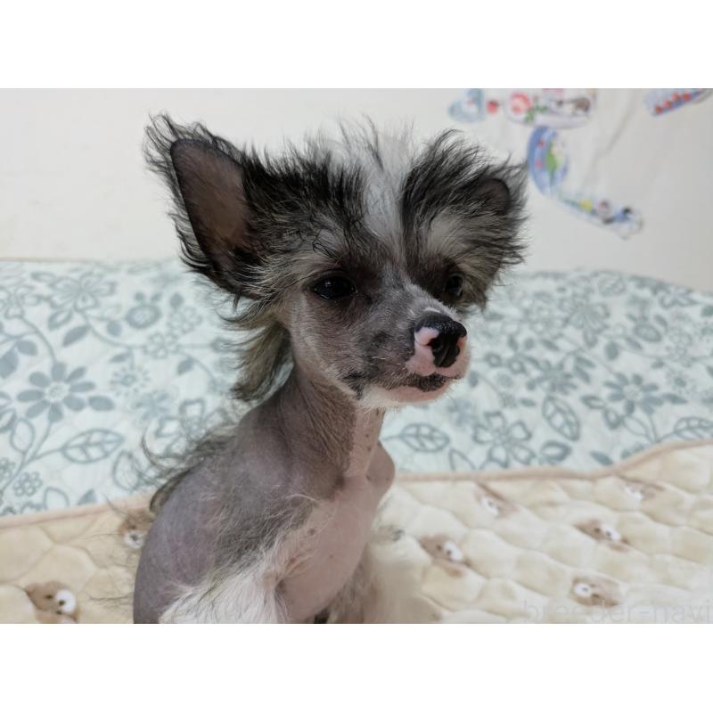 販売中の大分県のチャイニーズクレステッドドッグ-436341の6枚目