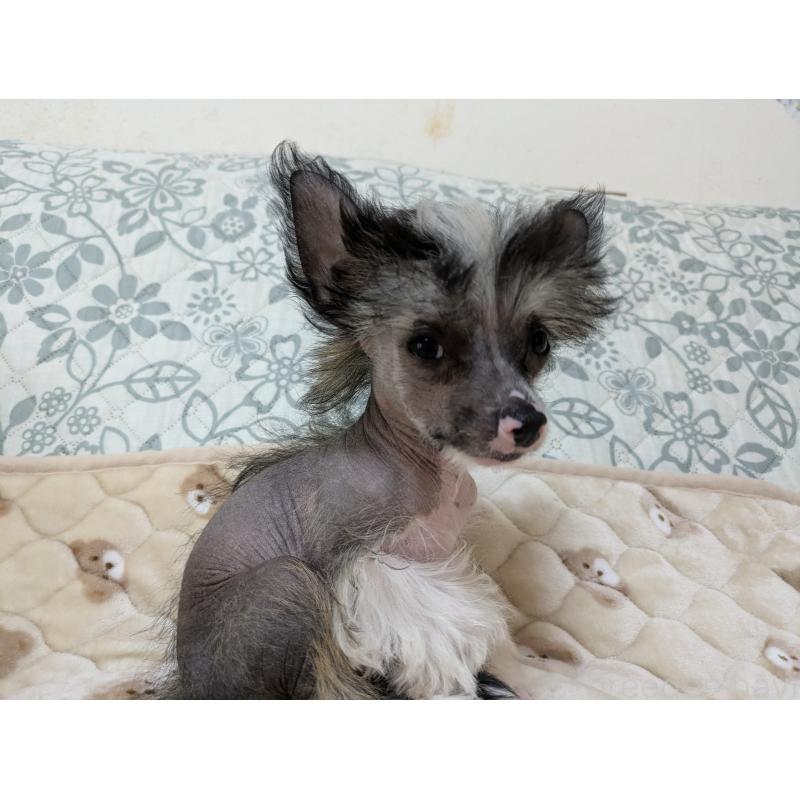 販売中の大分県のチャイニーズクレステッドドッグ-436341の5枚目