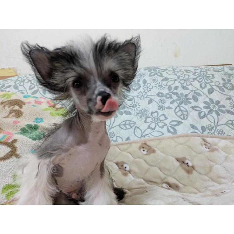 販売中の大分県のチャイニーズクレステッドドッグ-436341の4枚目