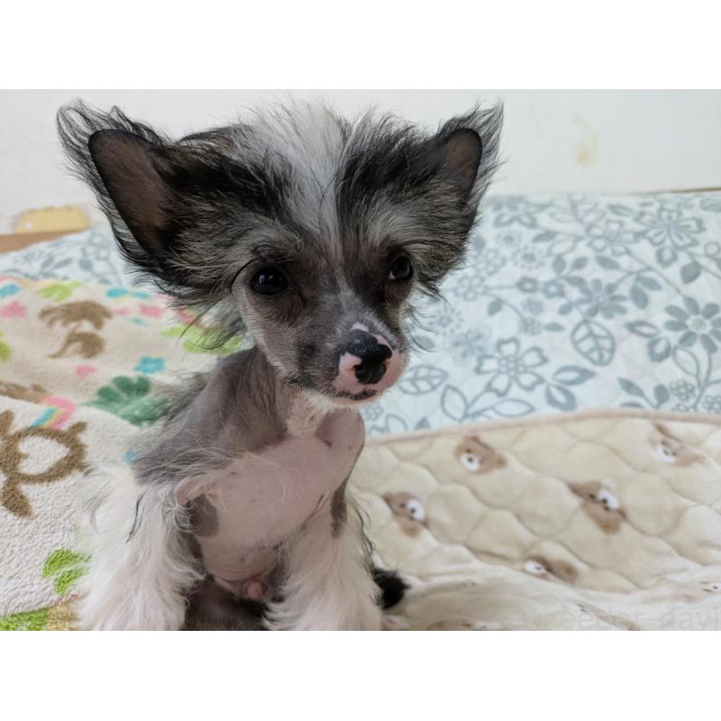 販売中の大分県のチャイニーズクレステッドドッグ-436341の3枚目