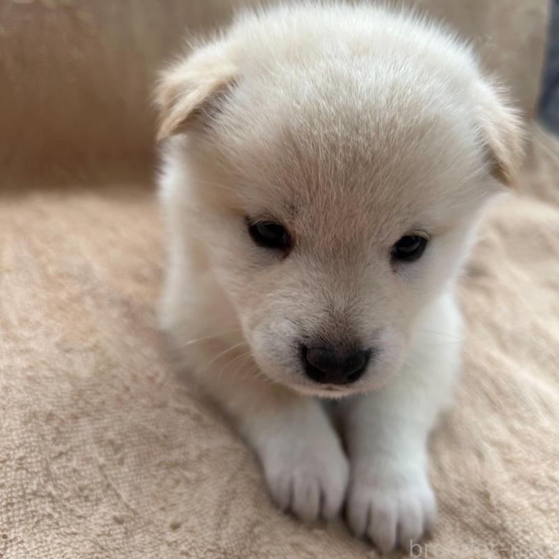 販売中の北海道の柴犬-442736の3枚目