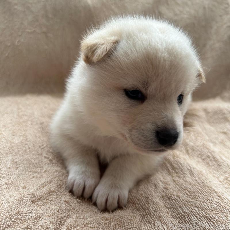 販売中の北海道の柴犬-442736の2枚目