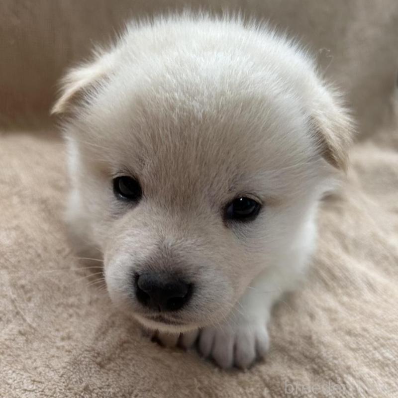 販売中の北海道の柴犬-442736