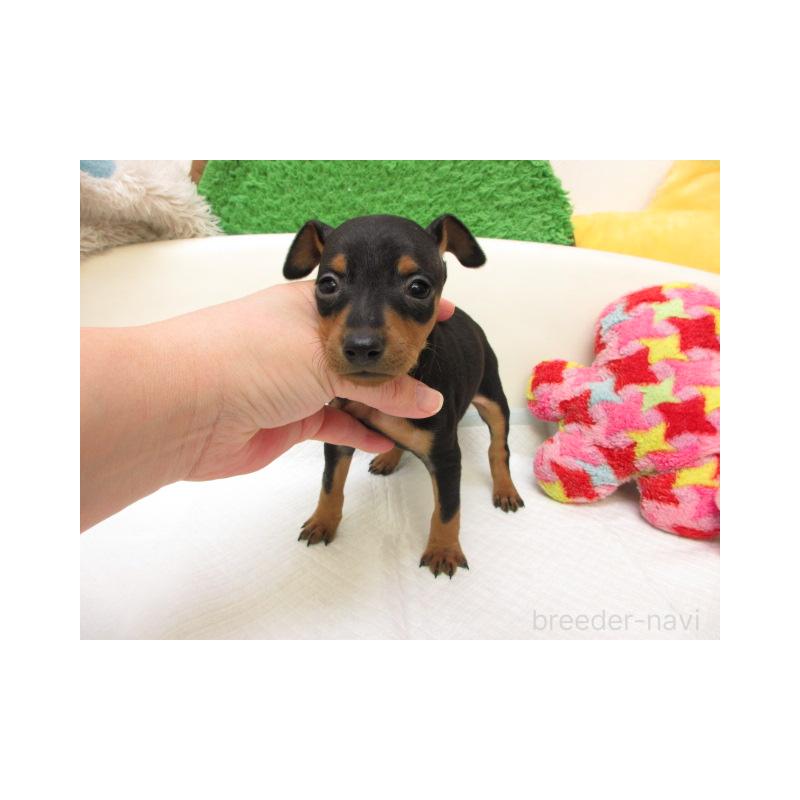 販売中の大阪府のミニチュアピンシャー(ミニピン)-442737の2枚目