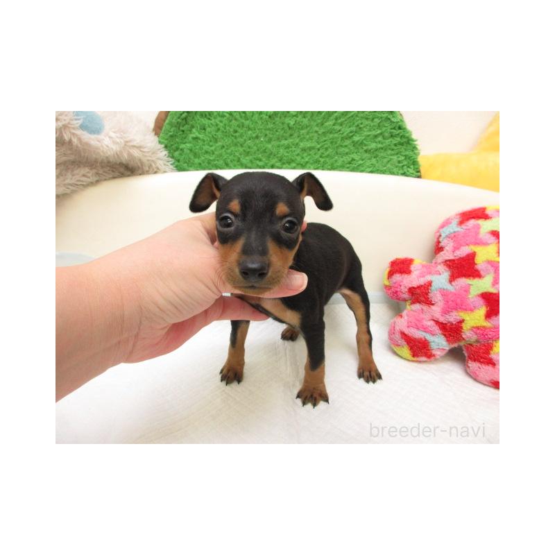 販売中の大阪府のミニチュアピンシャー(ミニピン)-442737