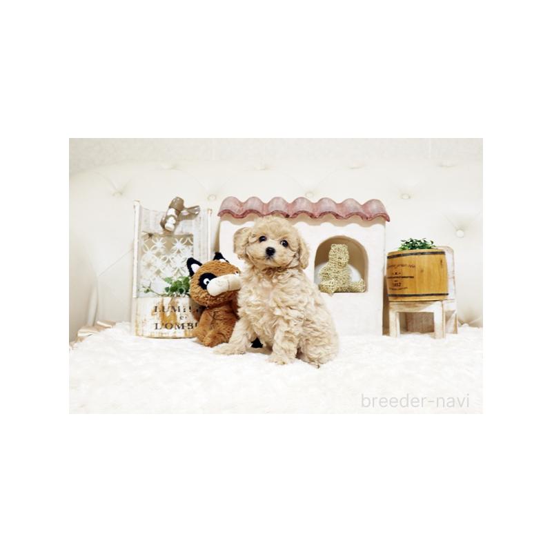 販売中の佐賀県のトイプードル-442740の5枚目