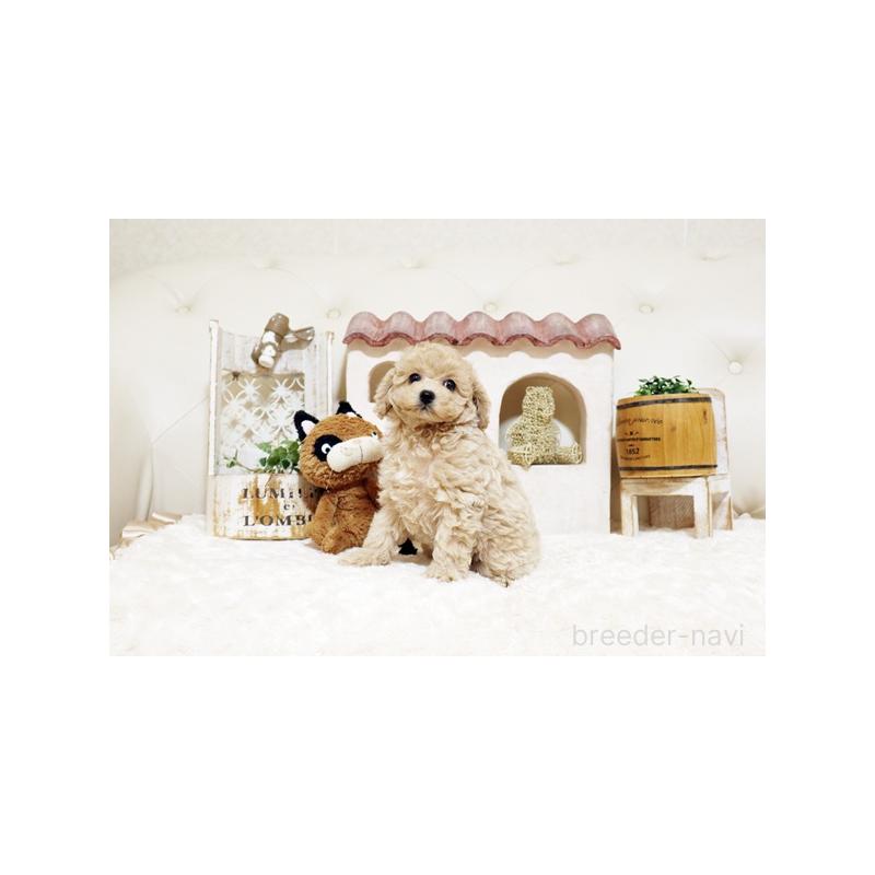 販売中の佐賀県のトイプードル-442740の4枚目