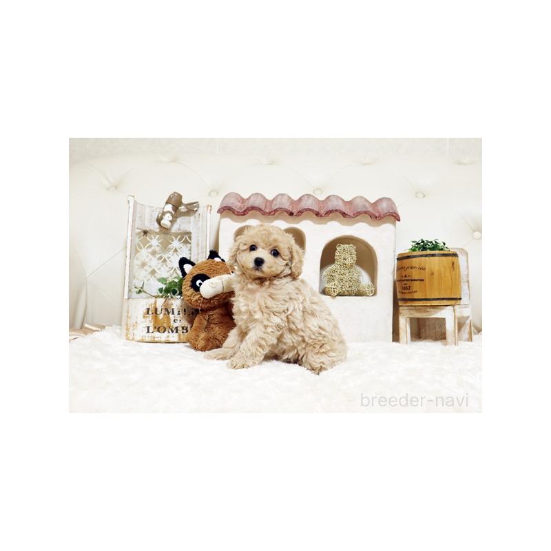 販売中の佐賀県のトイプードル-442740の3枚目