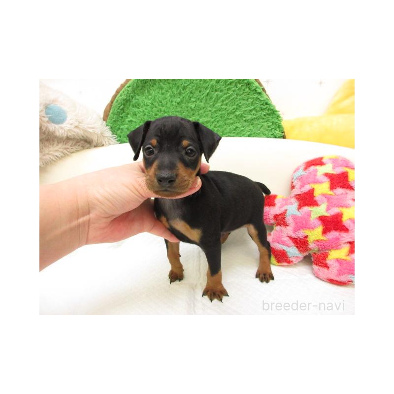 販売中の大阪府のミニチュアピンシャー(ミニピン)-442742の2枚目