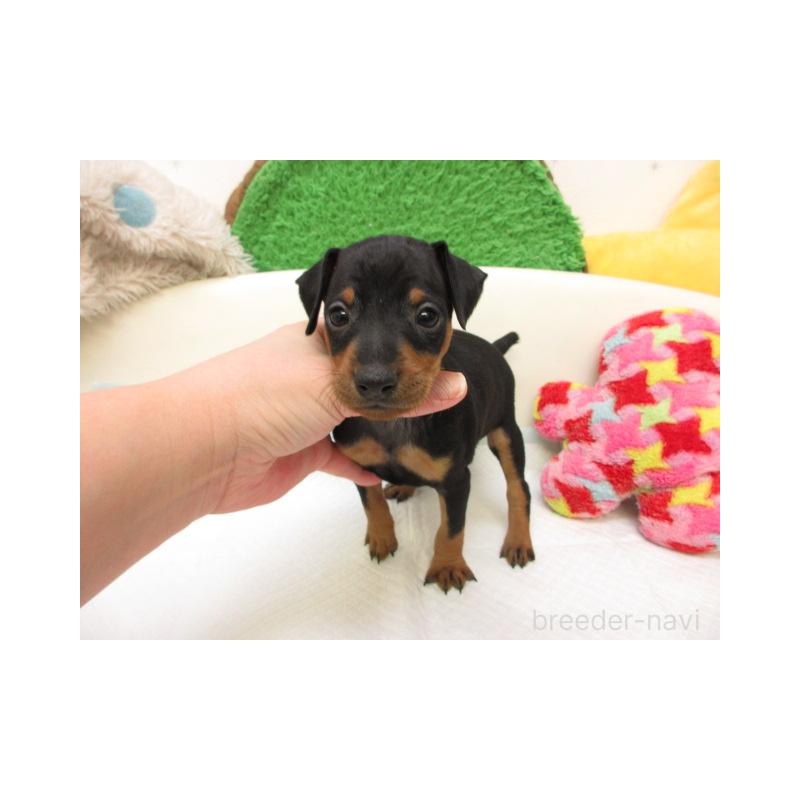 販売中の大阪府のミニチュアピンシャー(ミニピン)-442742