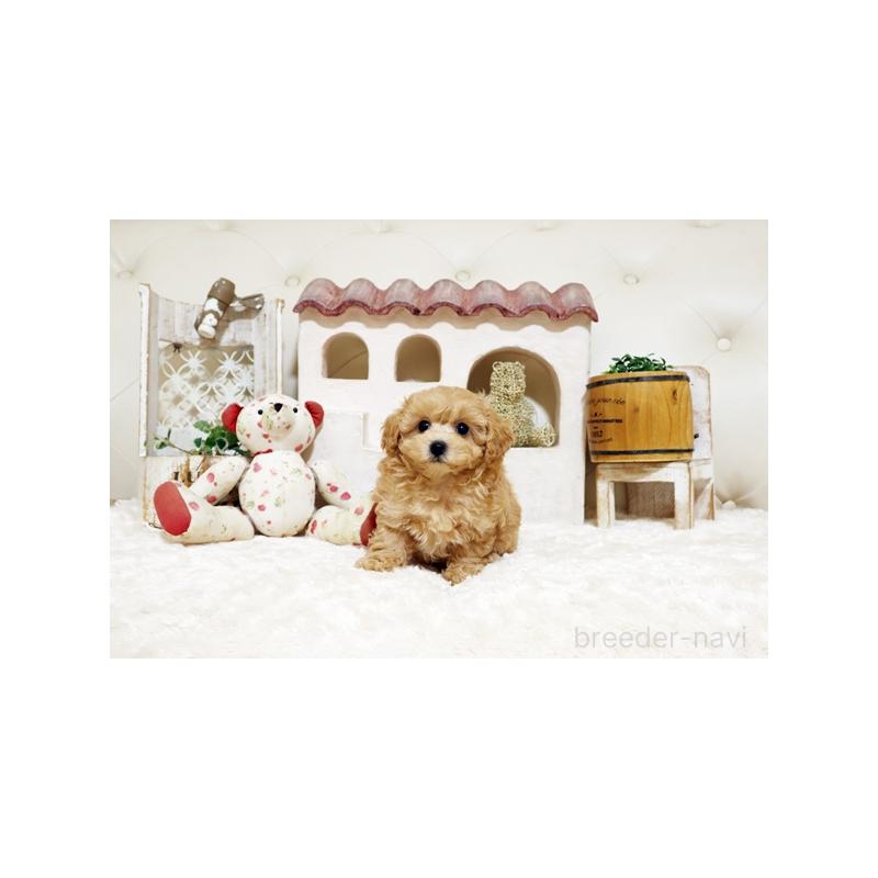 販売中の佐賀県のトイプードル-442746の5枚目