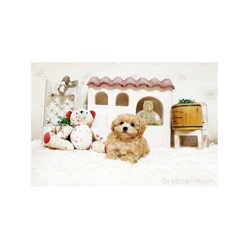 販売中の佐賀県のトイプードル-442746の4枚目