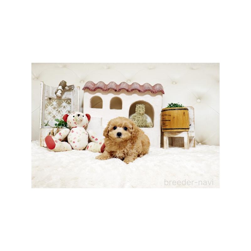 販売中の佐賀県のトイプードル-442746の3枚目