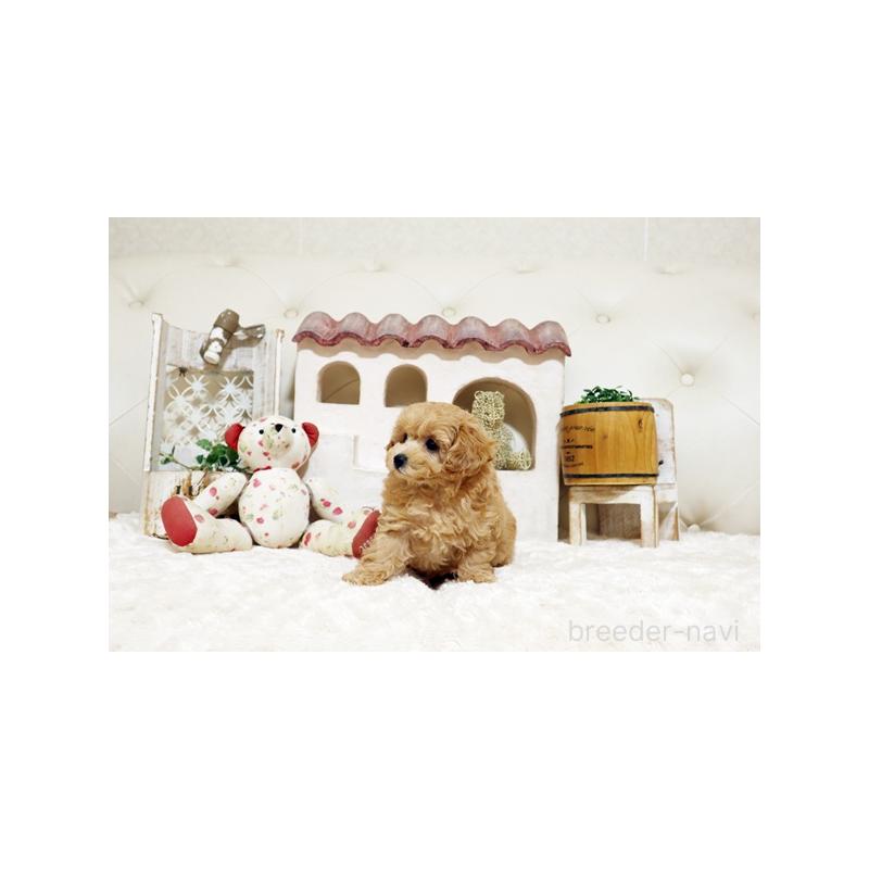 販売中の佐賀県のトイプードル-442746の2枚目