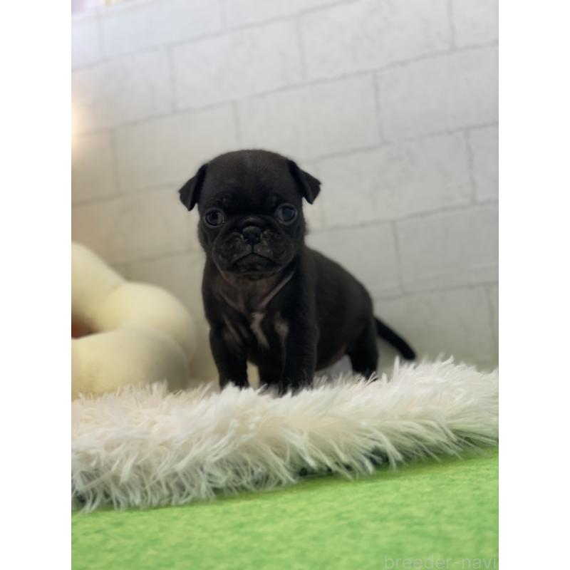 販売中の千葉県のパグ-442747の4枚目