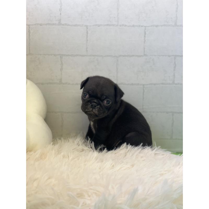 販売中の千葉県のパグ-442747の3枚目