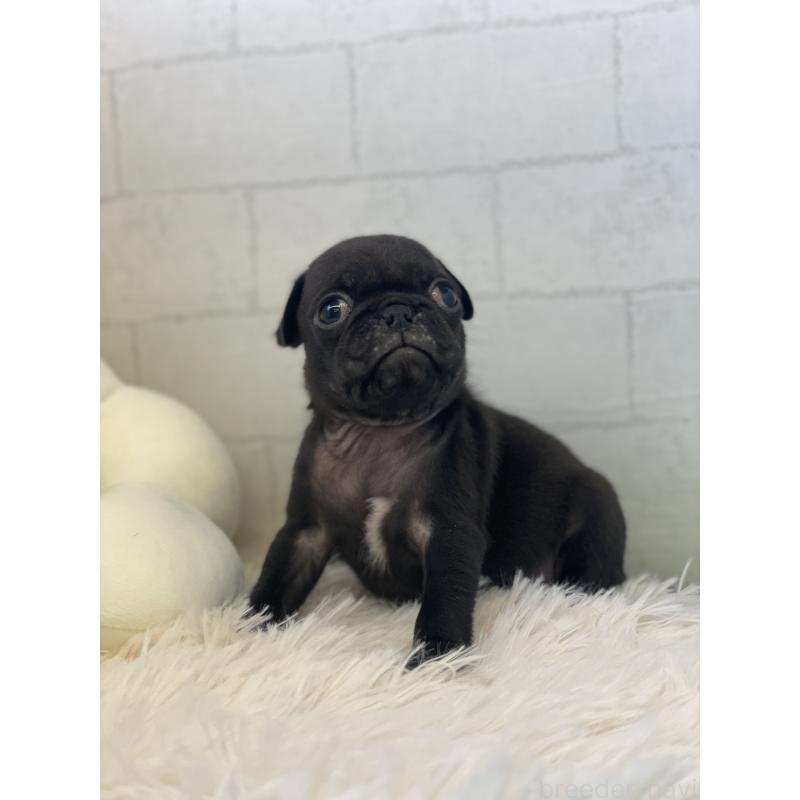 販売中の千葉県のパグ-442747の2枚目