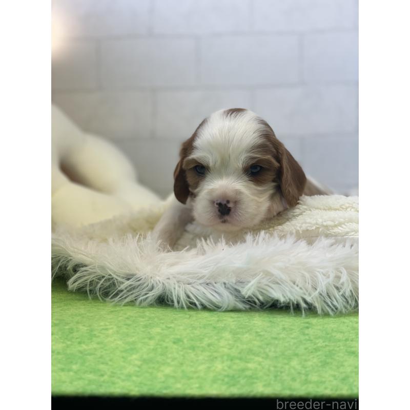 販売中の千葉県のキャバリアキングチャールズスパニエル-442749の4枚目