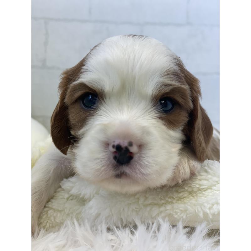 販売中の千葉県のキャバリアキングチャールズスパニエル-442749の3枚目