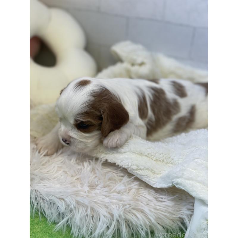 販売中の千葉県のキャバリアキングチャールズスパニエル-442749の2枚目