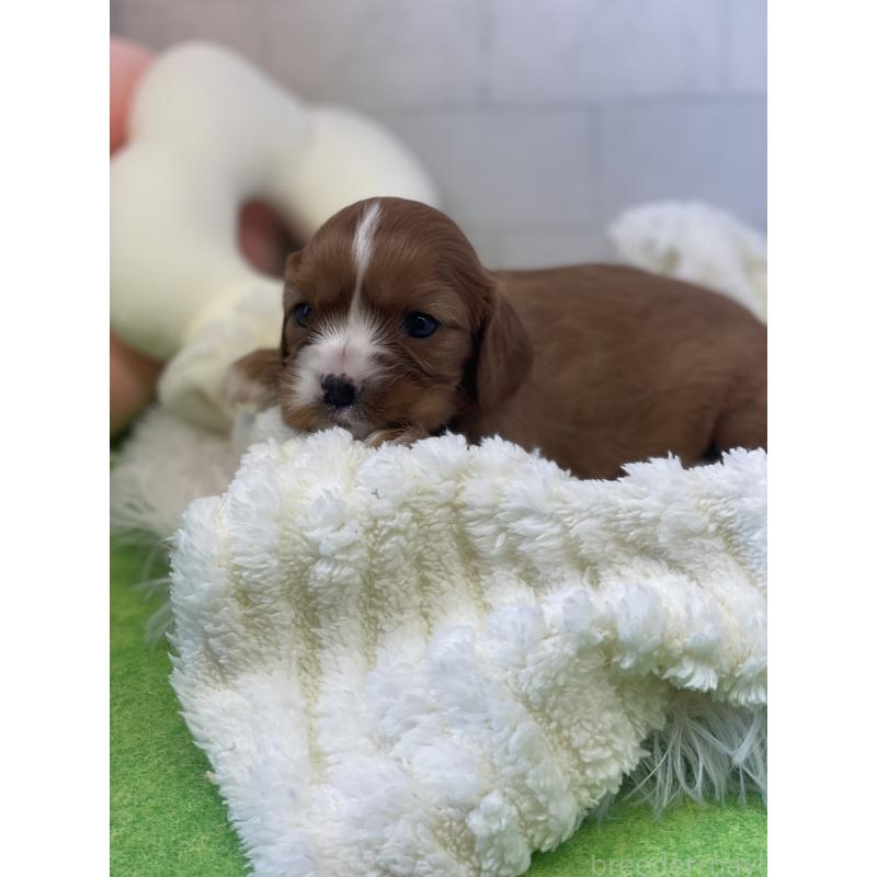 販売中の千葉県のキャバリアキングチャールズスパニエル-442748の4枚目