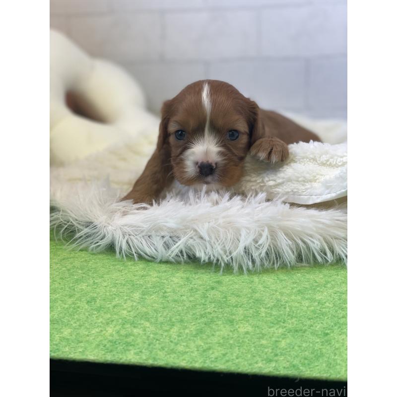 販売中の千葉県のキャバリアキングチャールズスパニエル-442748の2枚目