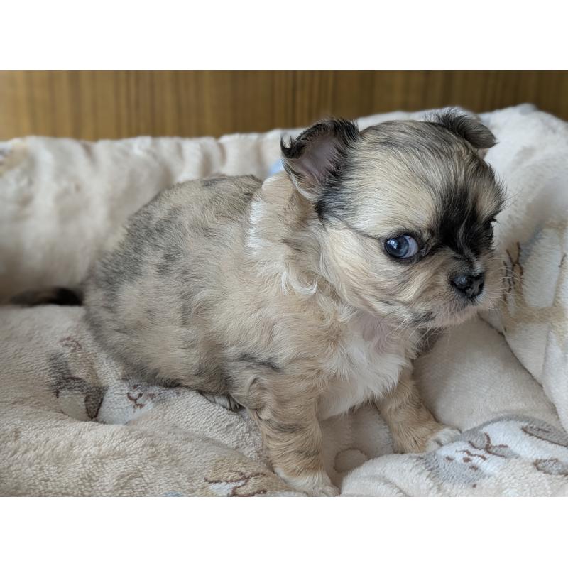 販売中の宮崎県のチワワ(ロングコート)-442750の2枚目