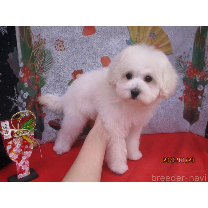 成約済の鳥取県のマルプー:マルチーズ×トイプードル-431084の2枚目