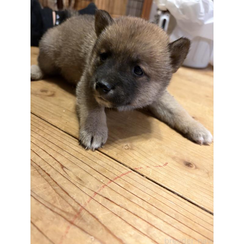 販売中の滋賀県の豆柴-442751の7枚目