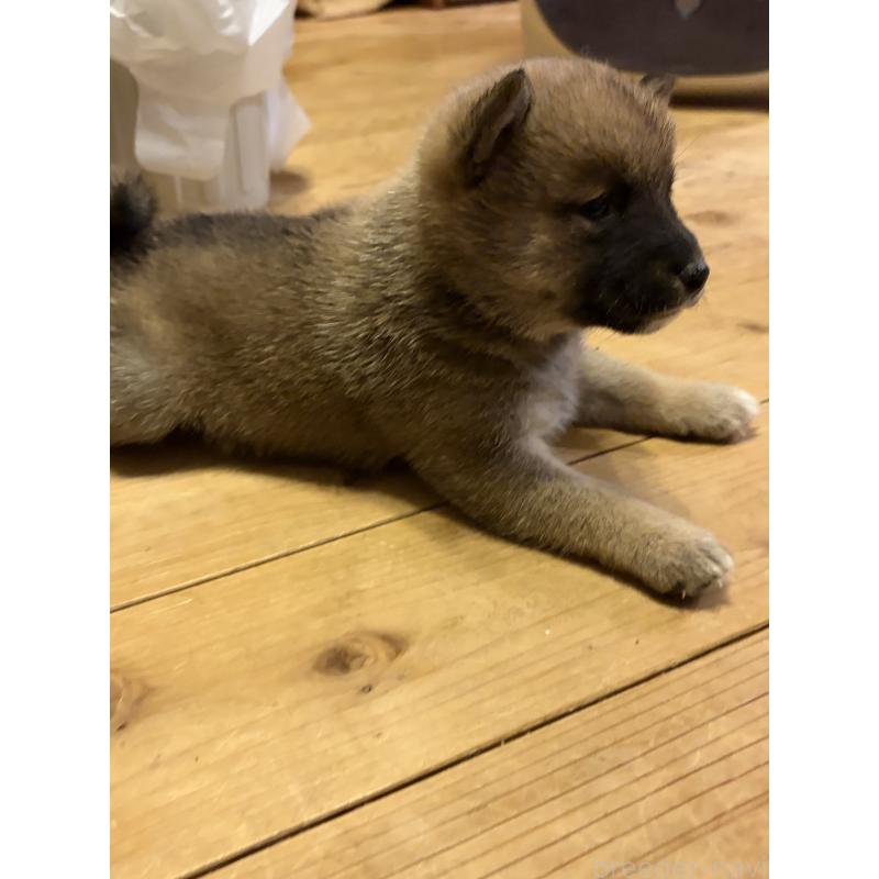 販売中の滋賀県の豆柴-442751の6枚目