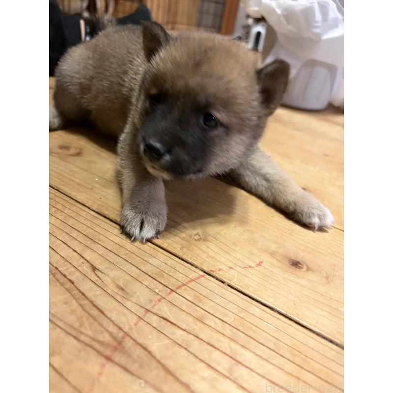 販売中の滋賀県の豆柴-442751の5枚目