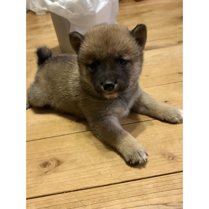 販売中の滋賀県の豆柴-442751の4枚目