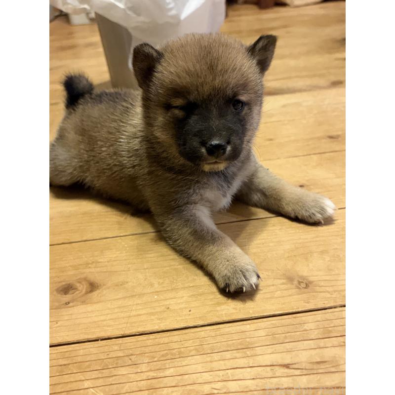 販売中の滋賀県の豆柴-442751の3枚目