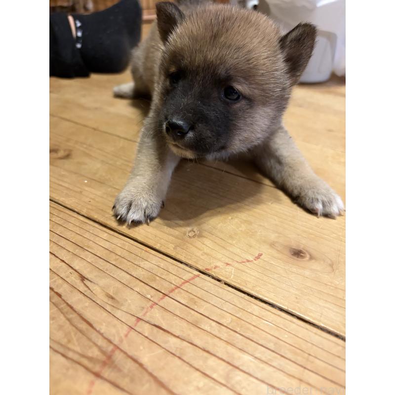 販売中の滋賀県の豆柴-442751の2枚目