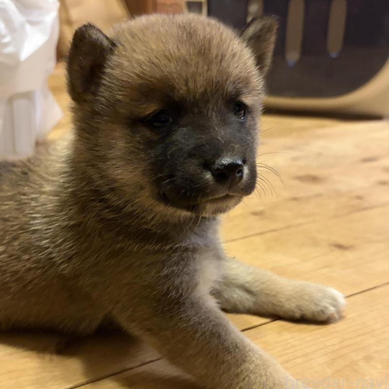 販売中の滋賀県の豆柴-442751の1枚目