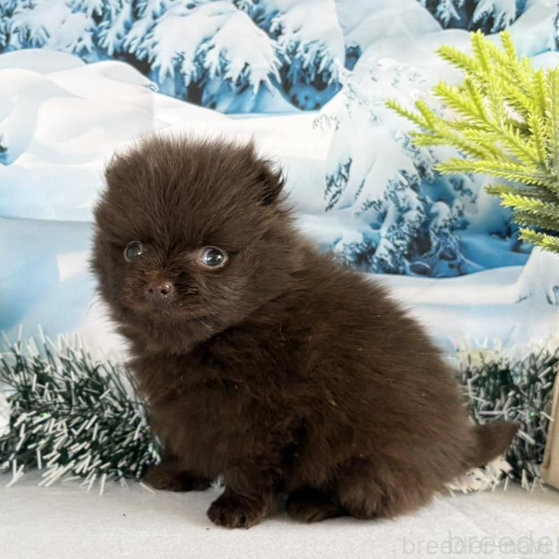 販売中の秋田県のポメラニアン-442752の5枚目