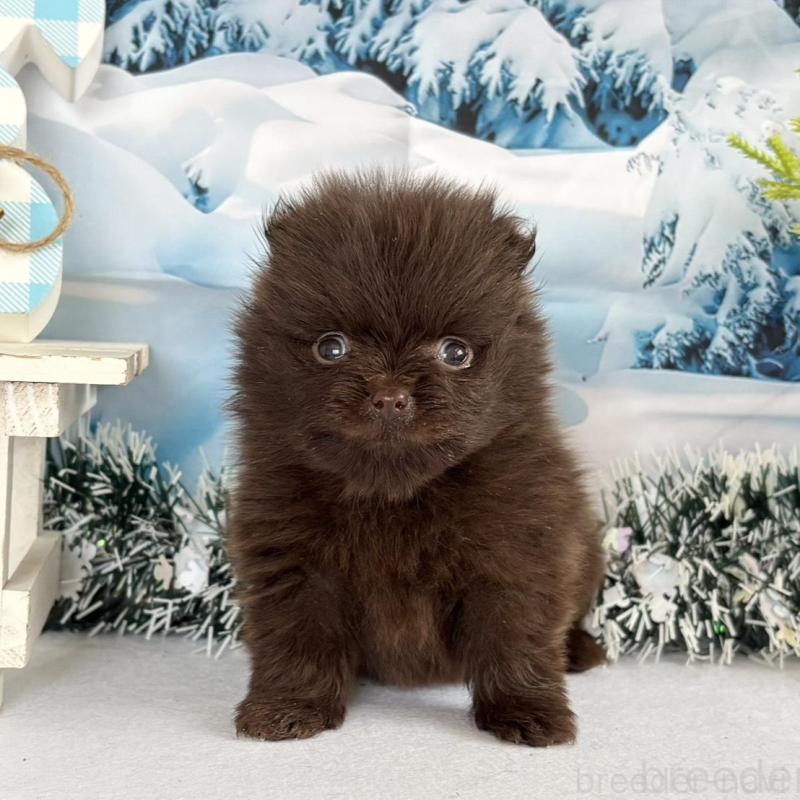 販売中の秋田県のポメラニアン-442752の4枚目